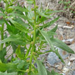Blätterfoto Blitum virgatum