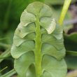 Blätterfoto Botrychium lunaria