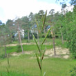 Blütenfoto Brachypodium pinnatum