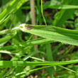 Blätterfoto Brachypodium pinnatum