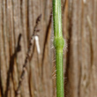 Stängel-/Stammfoto Brachypodium sylvaticum