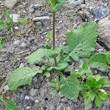 Blätterfoto Brassica rapa