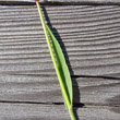 Blätterfoto Bromus tectorum