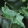 Blätterfoto Bryonia dioica