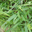 Blätterfoto Bupleurum ranunculoides
