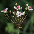 Blütenfoto Butomus umbellatus