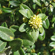 Blütenfoto Buxus sempervirens