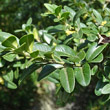Blätterfoto Buxus sempervirens