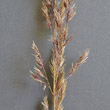 Blütenfoto Calamagrostis epigejos