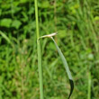 Stängel-/Stammfoto Calamagrostis epigejos