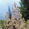 Blütenfoto Calamagrostis varia