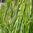 Stängel-/Stammfoto Calamagrostis varia