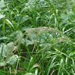 Portraitfoto Calamagrostis villosa