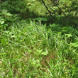Blätterfoto Calamagrostis villosa