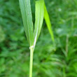 Foto von Besonderheit Calamagrostis villosa