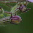 Foto von Besonderheit Calamintha menthifolia