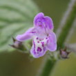 Blütenfoto Calamintha menthifolia