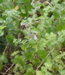 Habitusfoto Calamintha menthifolia