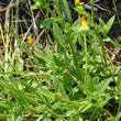 Blätterfoto Calendula arvensis