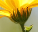 Blütenfoto Calendula officinalis