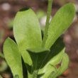Blätterfoto Calendula officinalis