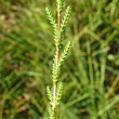 Blätterfoto Calluna vulgaris