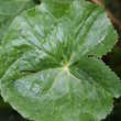 Blätterfoto Caltha palustris