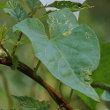 Blätterfoto Calystegia sepium subsp. sepium