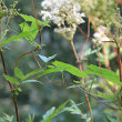 Stängel-/Stammfoto Calystegia sepium subsp. sepium