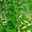 Blätterfoto Campanula cervicaria