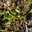 Blätterfoto Campanula cochleariifolia