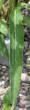 Blätterfoto Campanula glomerata