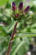 Blütenfoto Campanula glomerata