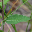 Blätterfoto Campanula glomerata subsp. farinosa