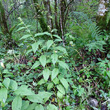 Habitusfoto Campanula latifolia