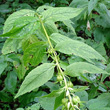 Blätterfoto Campanula latifolia