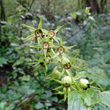 Fruchtfoto Campanula latifolia