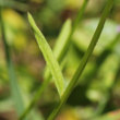 Blätterfoto Campanula patula