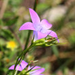 Blütenfoto Campanula patula