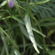 Blätterfoto Campanula persicifolia