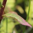 Blätterfoto Campanula rapunculoides