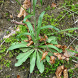 Blätterfoto Campanula rapunculus