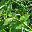 Blätterfoto Campanula rhomboidalis