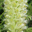 Blütenfoto Campanula thyrsoides