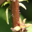 Stängel-/Stammfoto Campanula trachelium