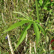 Blätterfoto Cannabis sativa