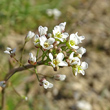 Blütenfoto Capsella bursa-pastoris