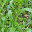 Blätterfoto Capsella bursa-pastoris