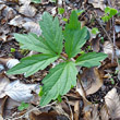 Blätterfoto Cardamine bulbifera