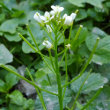 Blütenfoto Cardamine flexuosa
